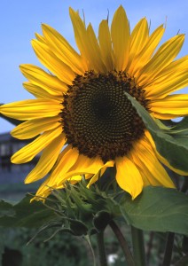 ひまわり2012--212x300