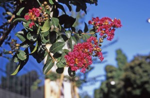 サルスベリ2012-300x196