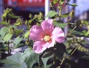 フヨウ2012-3-300x229