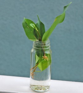 ベンジャミン挿し木2