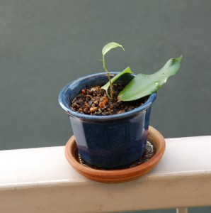 ベンジャミン鉢1