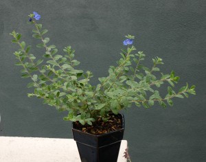 アメリカンブルー2012