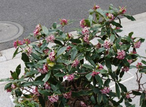 ジンチョウゲ2013-3会社